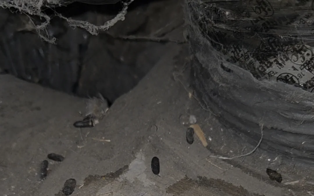 Rodent droppings and cobwebs on attic insulation beside ductwork