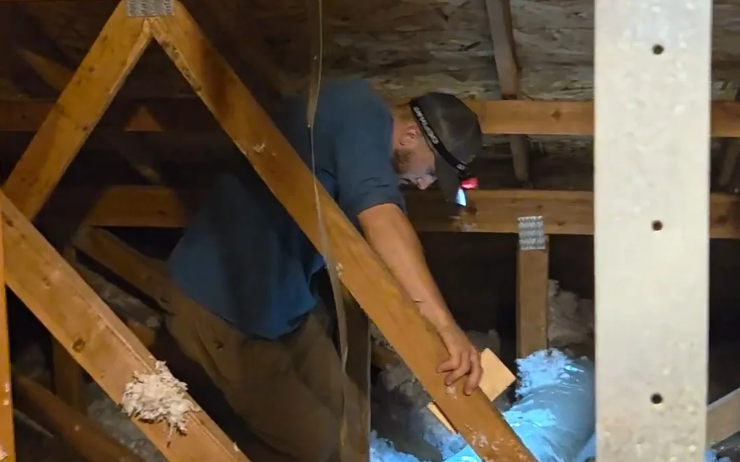 Technician working through attic framing on a rodent exclusion job