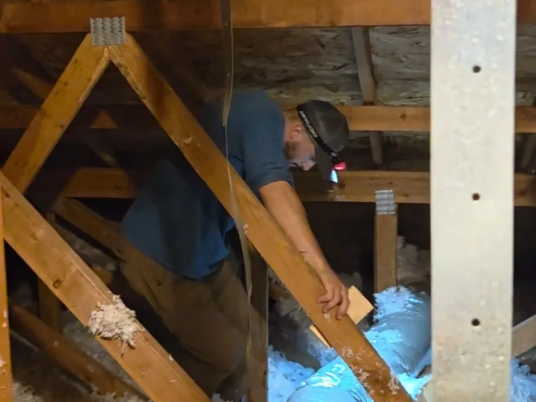 Technician working through attic framing and insulation on a rodent exclusion job