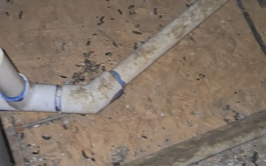 Rodent droppings found on subfloor timber during a crawlspace inspection