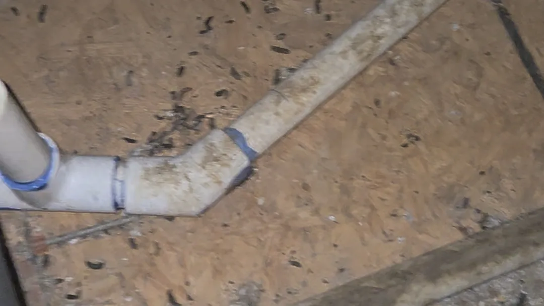 Rodent droppings found on subfloor timber during a crawlspace inspection