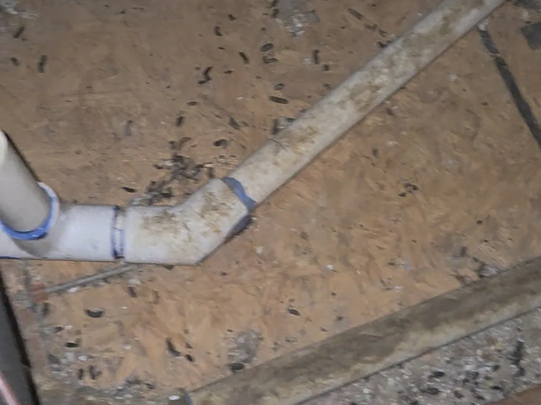 Rodent droppings found on subfloor timber during a crawlspace inspection
