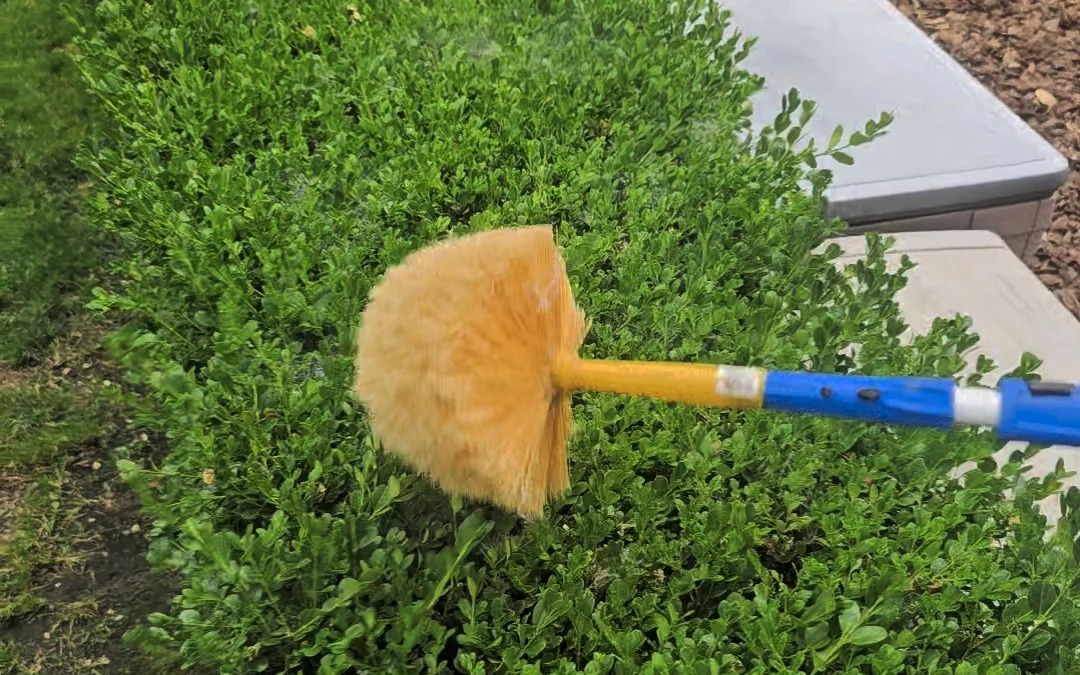 Summit Pest Control cobweb duster clearing webbing from a trimmed hedge along a home perimeter