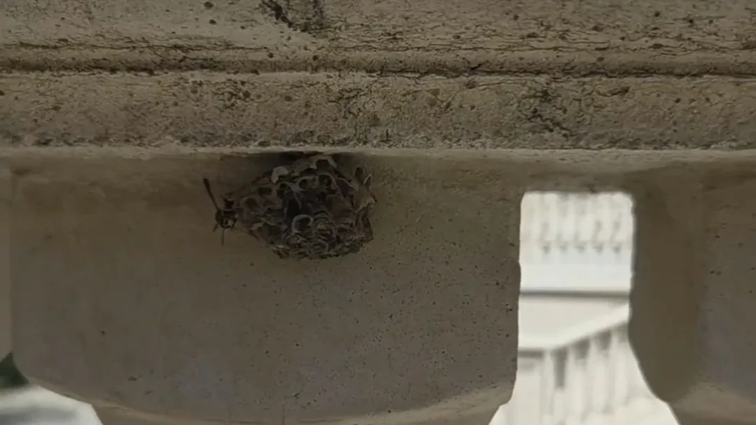 A wasp nest built under a home's eave