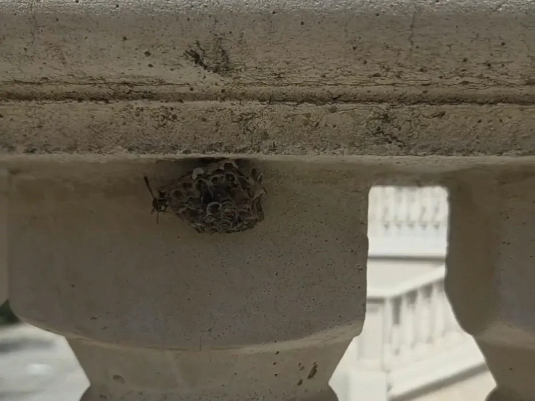 A wasp nest built under a home's eave