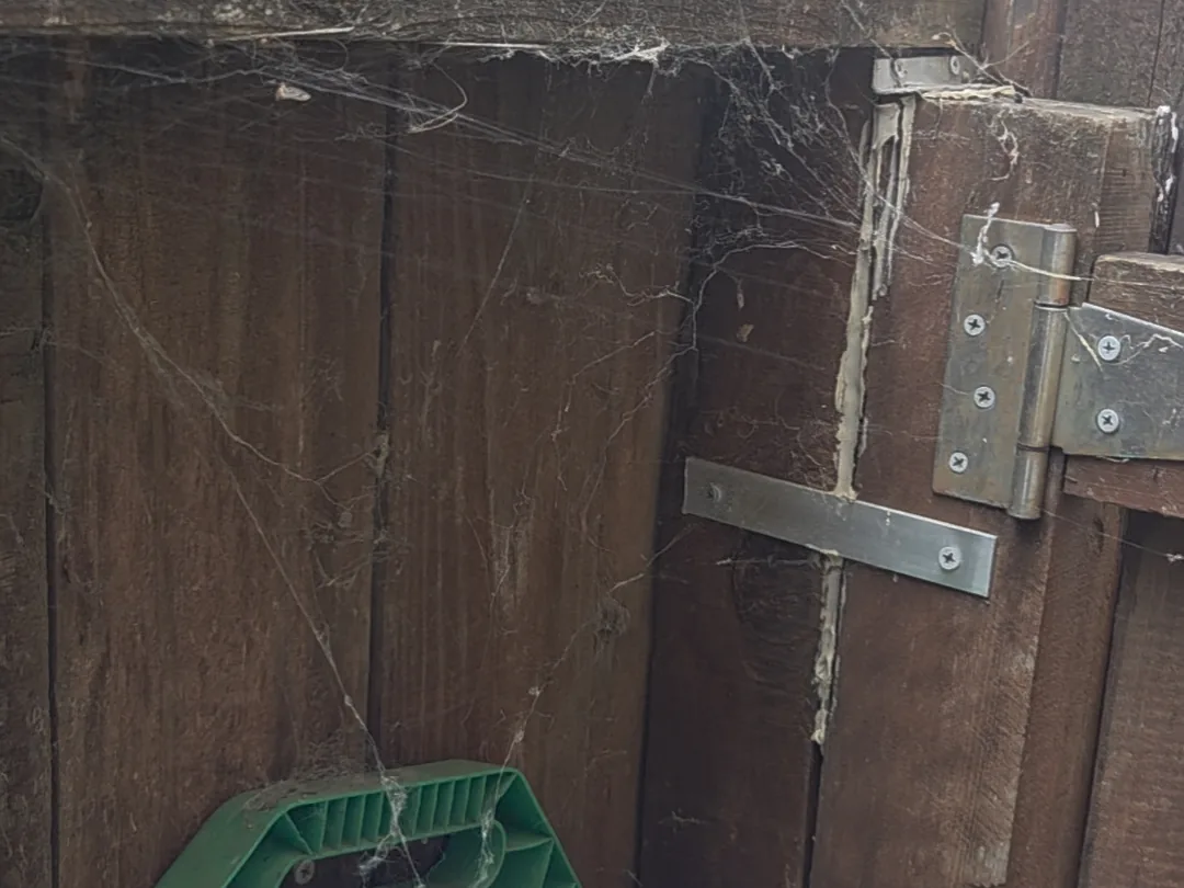 Heavy spider webbing across a backyard fence gate